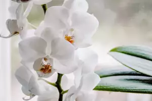 Orchidej Druhy